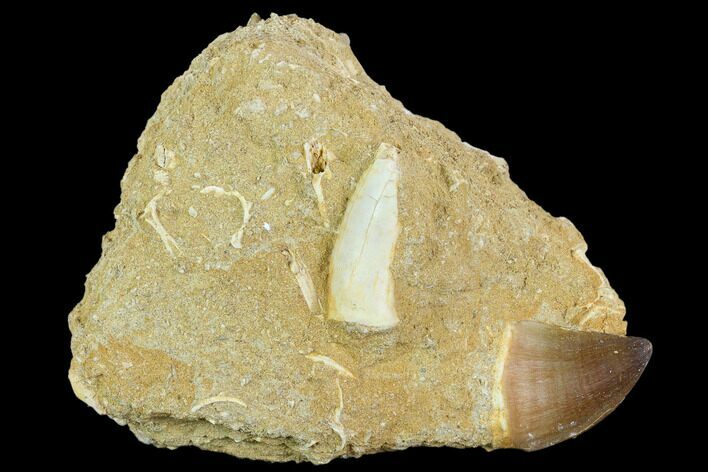 Fossil Mosasaur Tooth With Partial Enchodus Fang - Morocco #127671